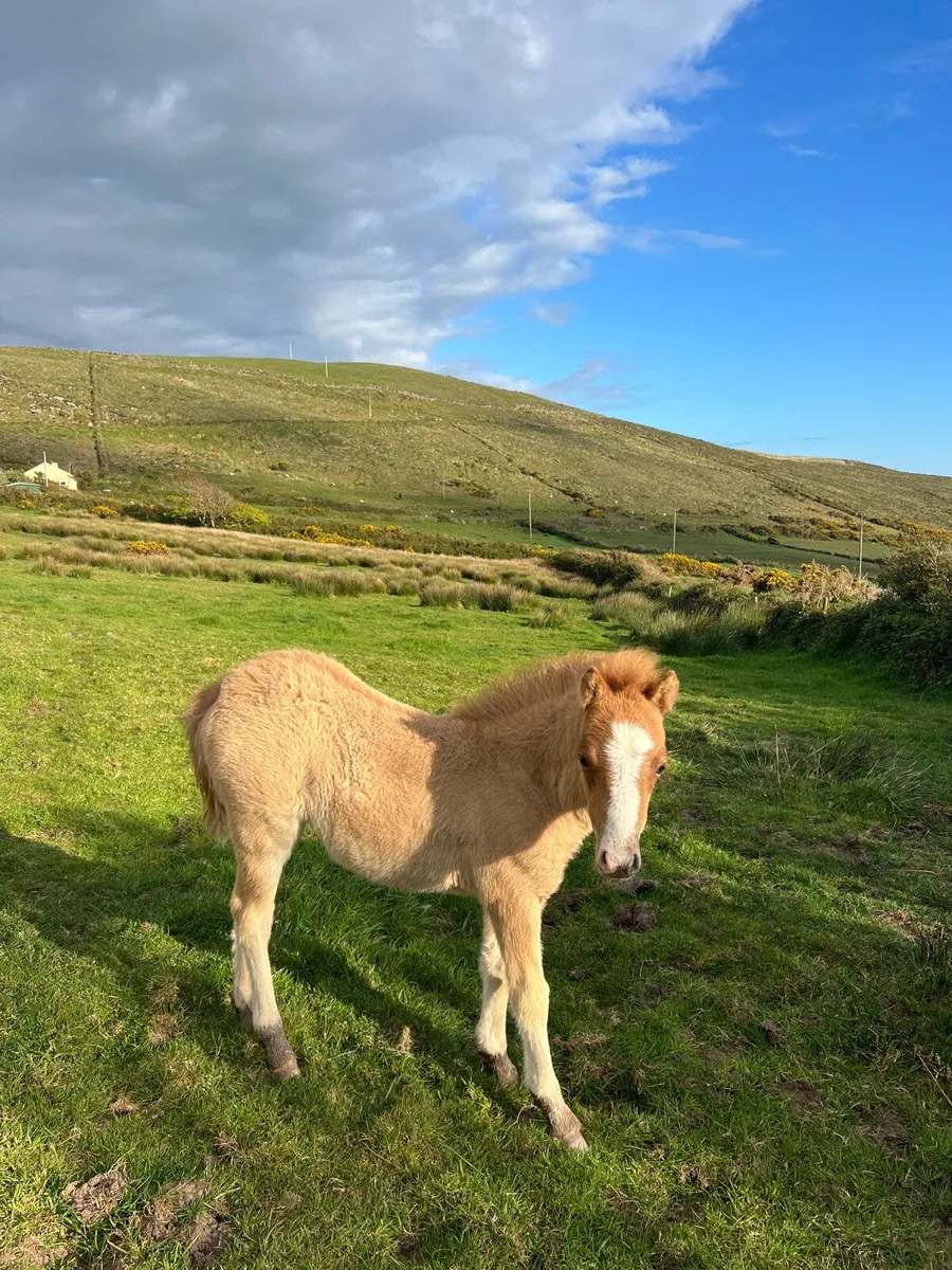 Kerry Bog Pony - Image 4