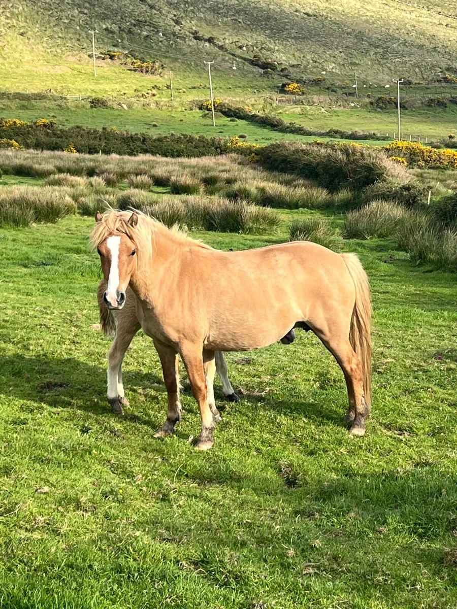 Kerry Bog Pony - Image 1