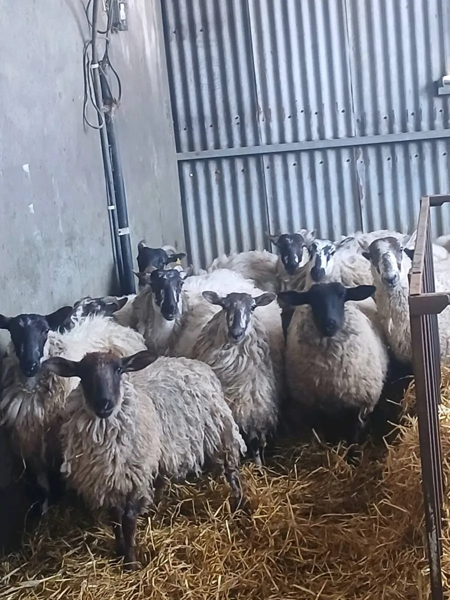 Ewe hogget - Image 3