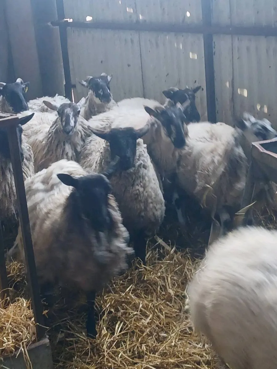 Ewe hogget - Image 2
