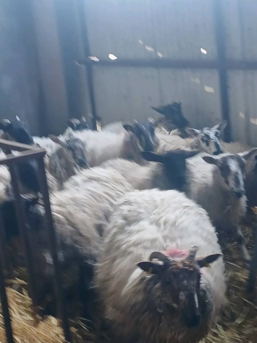 Ewe hogget - Image 4