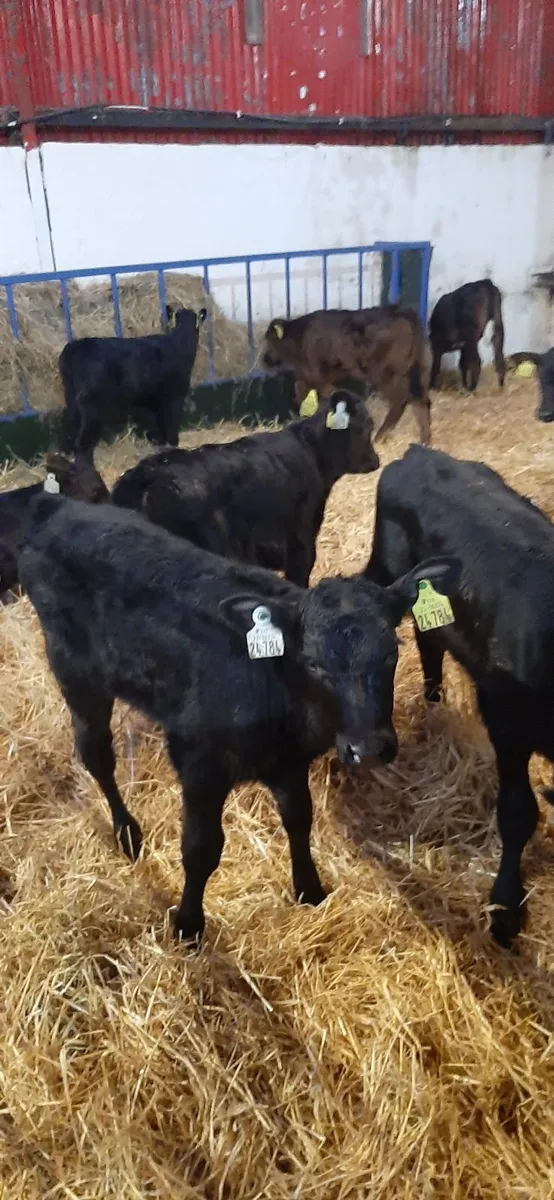 25 AA Heifir calves for sale - Image 3