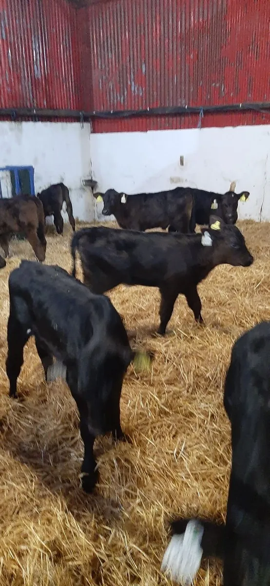 25 AA Heifir calves for sale - Image 4