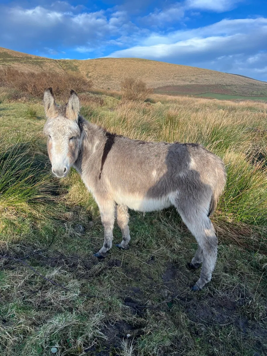 Coloured Jack Donkey - Image 1