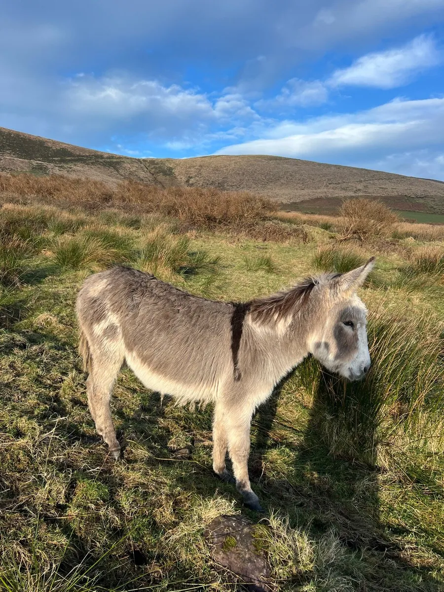 Coloured Jack Donkey - Image 2