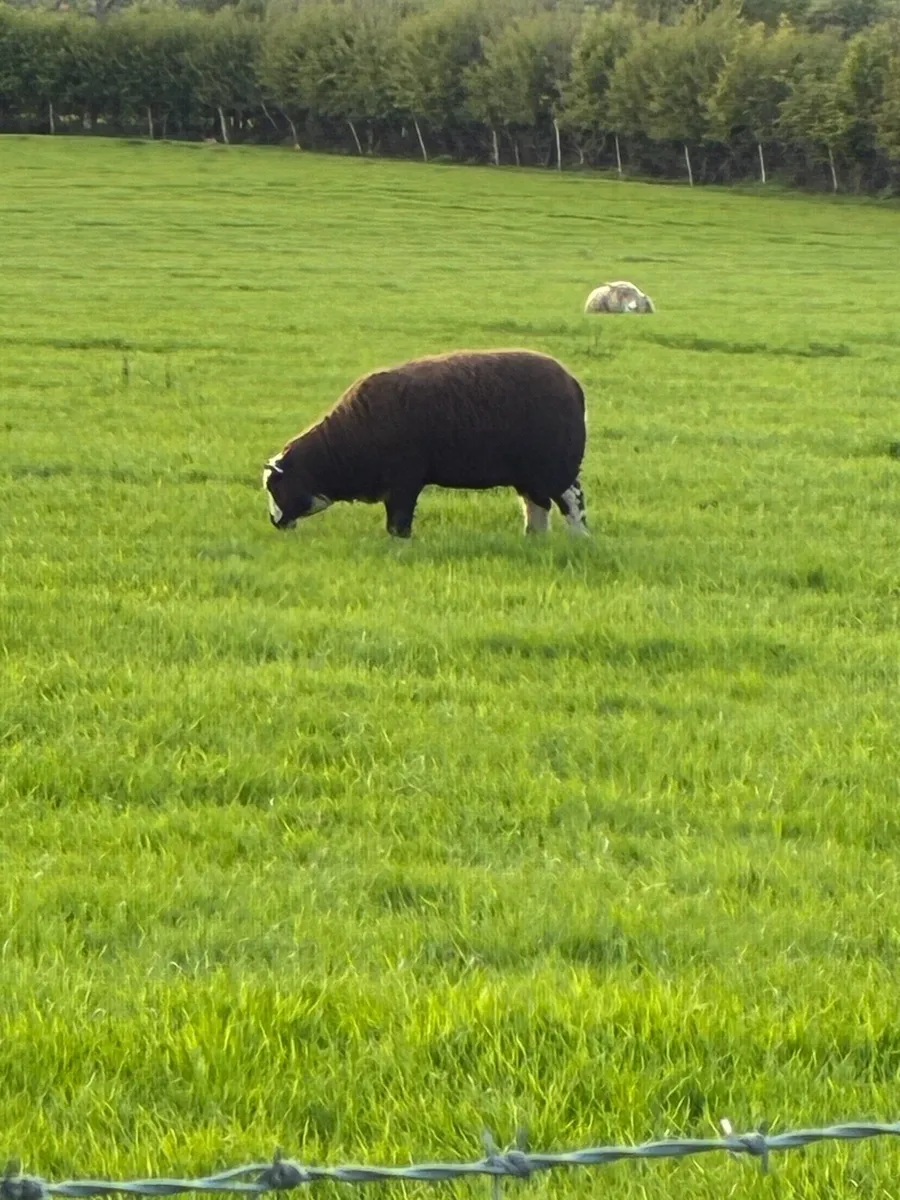 Ewe Lambs - Image 1