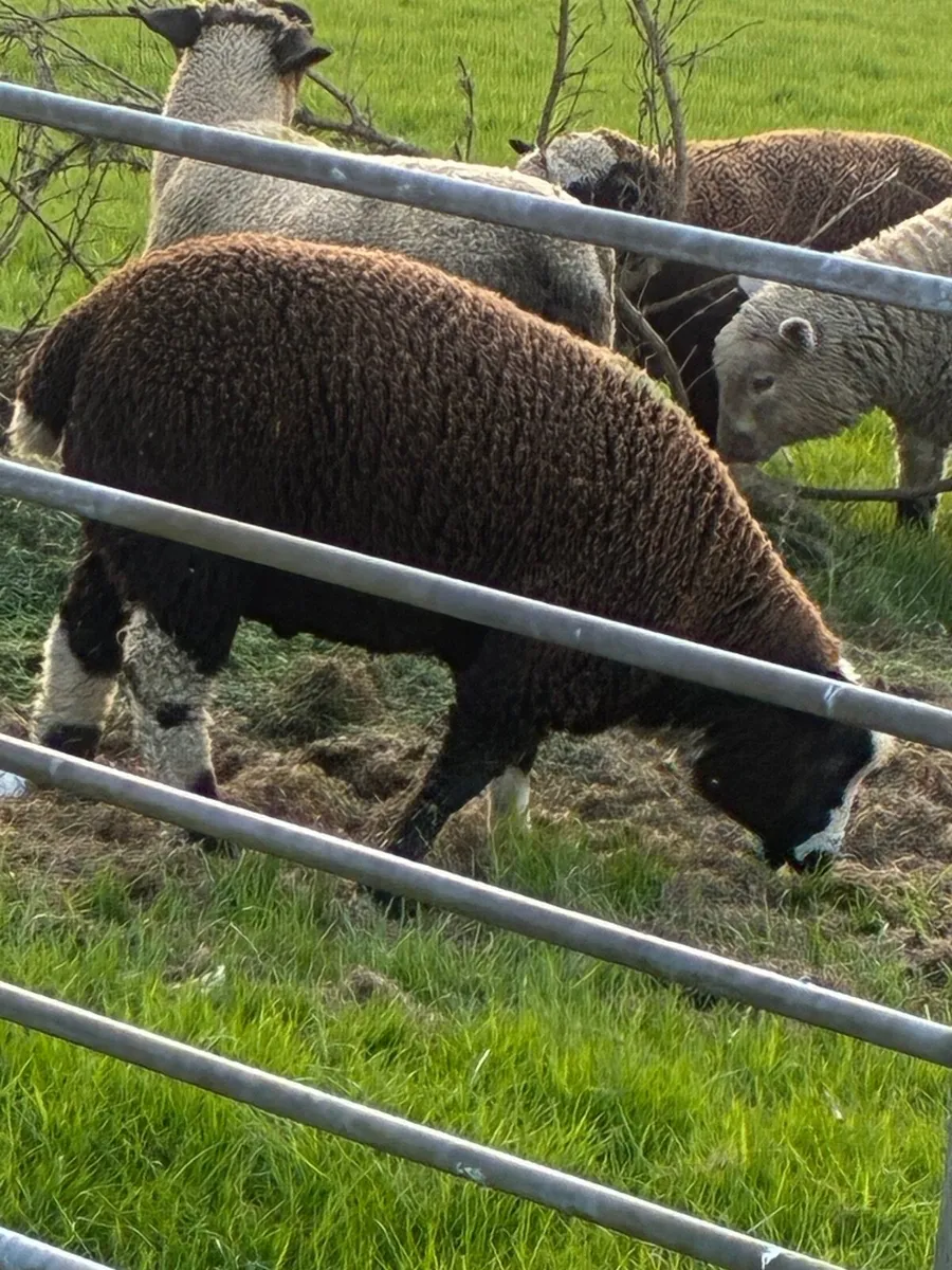 Ewe Lambs - Image 2