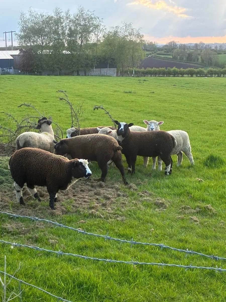 Ewe Lambs - Image 3
