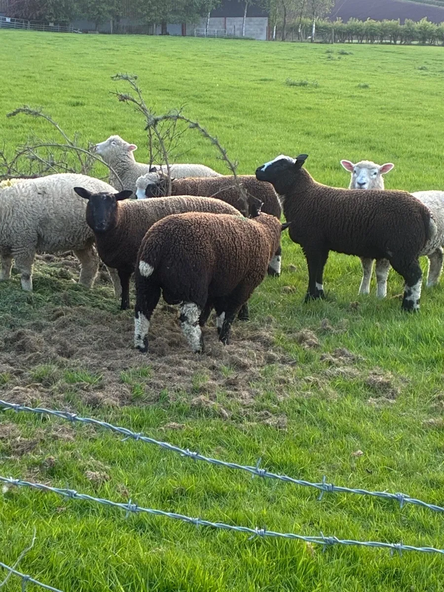 Ewe Lambs - Image 4