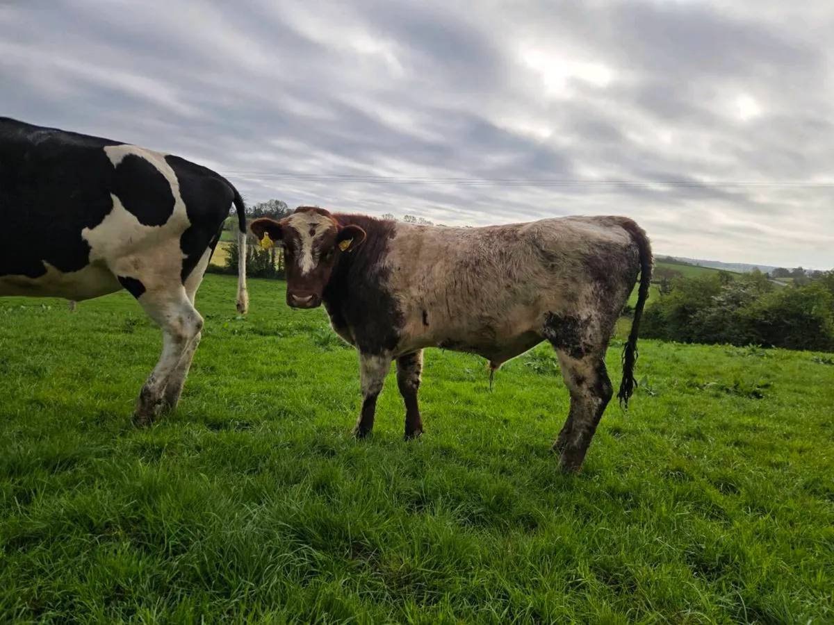 Shorthorn bull - Image 2