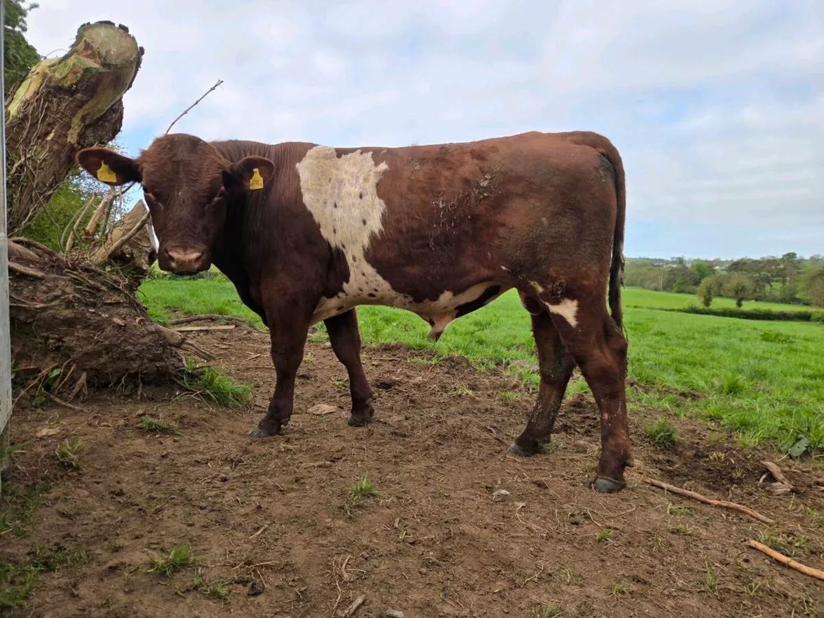 Shorthorn bull - Image 4