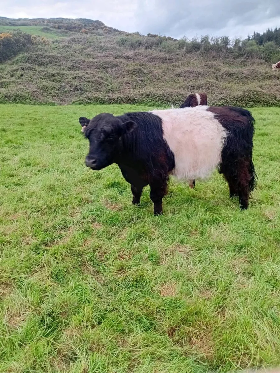 Galloway Bull - Image 1