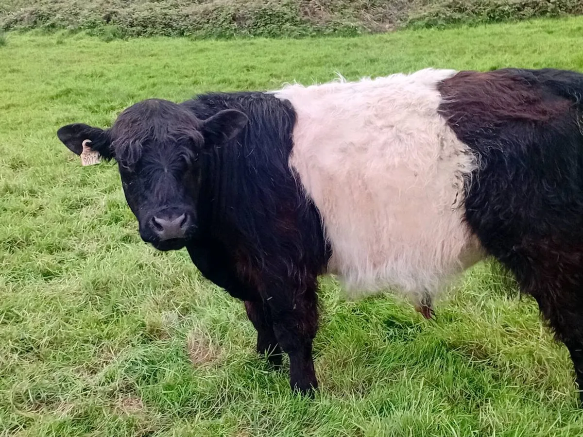 Galloway Bull - Image 2