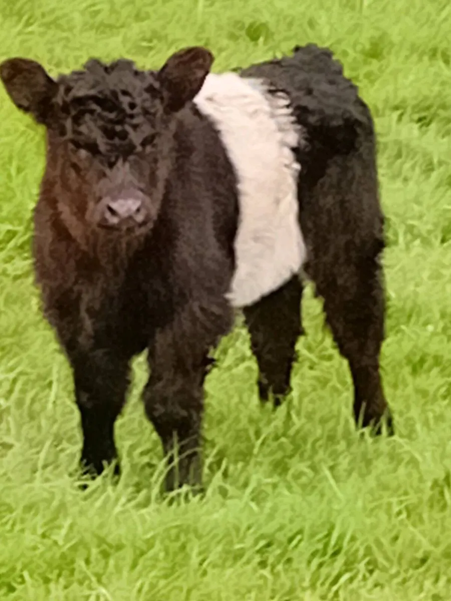 Galloway Bull - Image 3