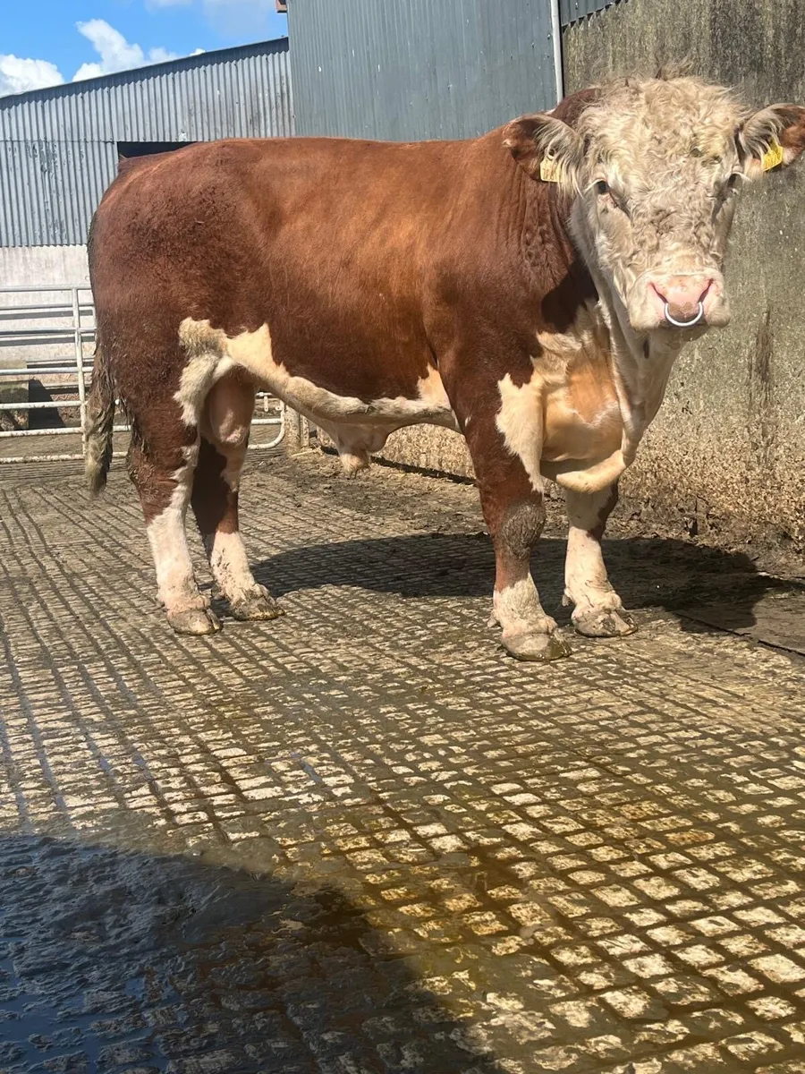 Hereford bull - Image 2