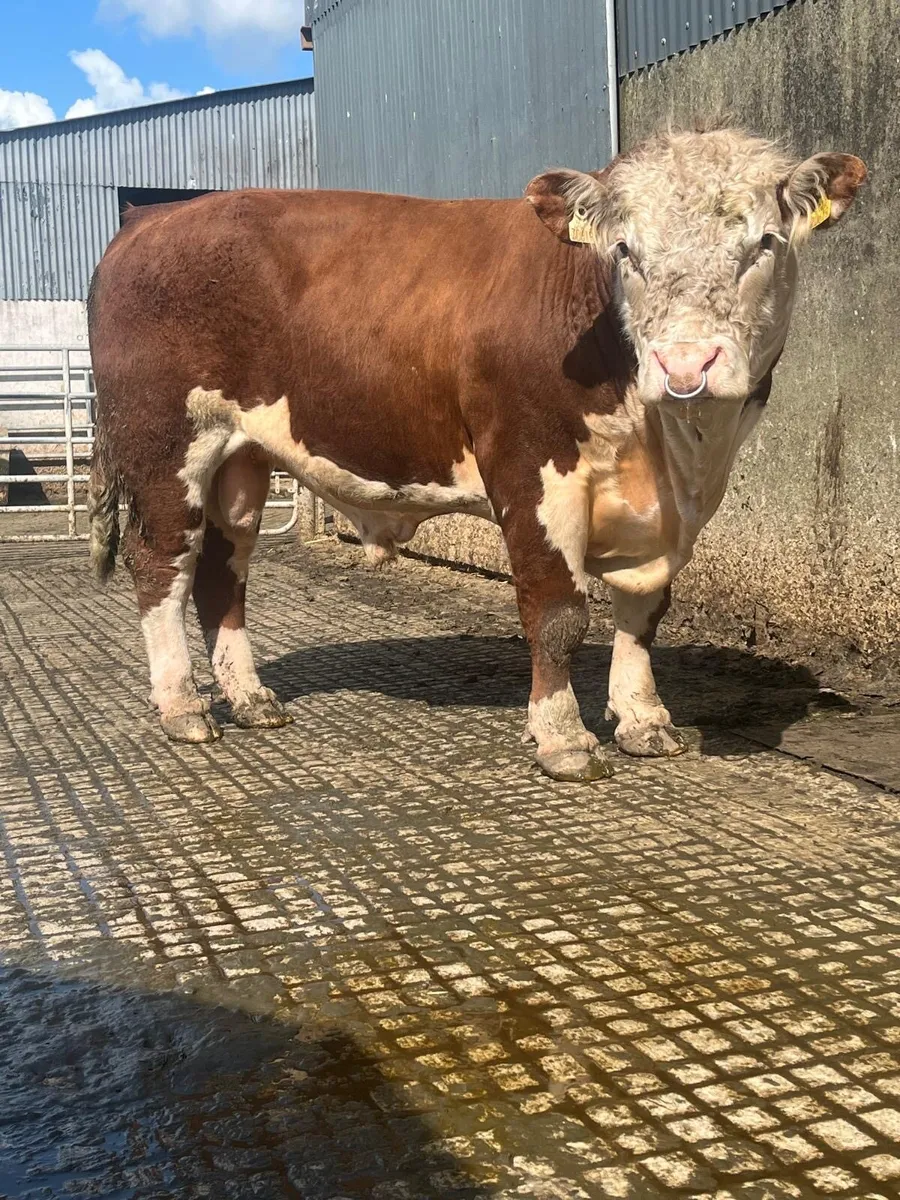 Hereford bull - Image 1