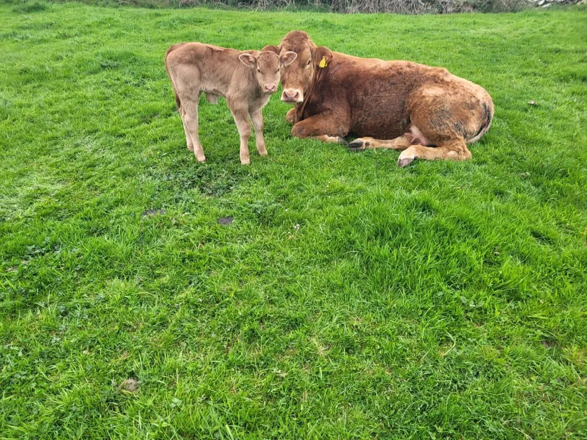2 Limousine Springers with Calves - Image 1