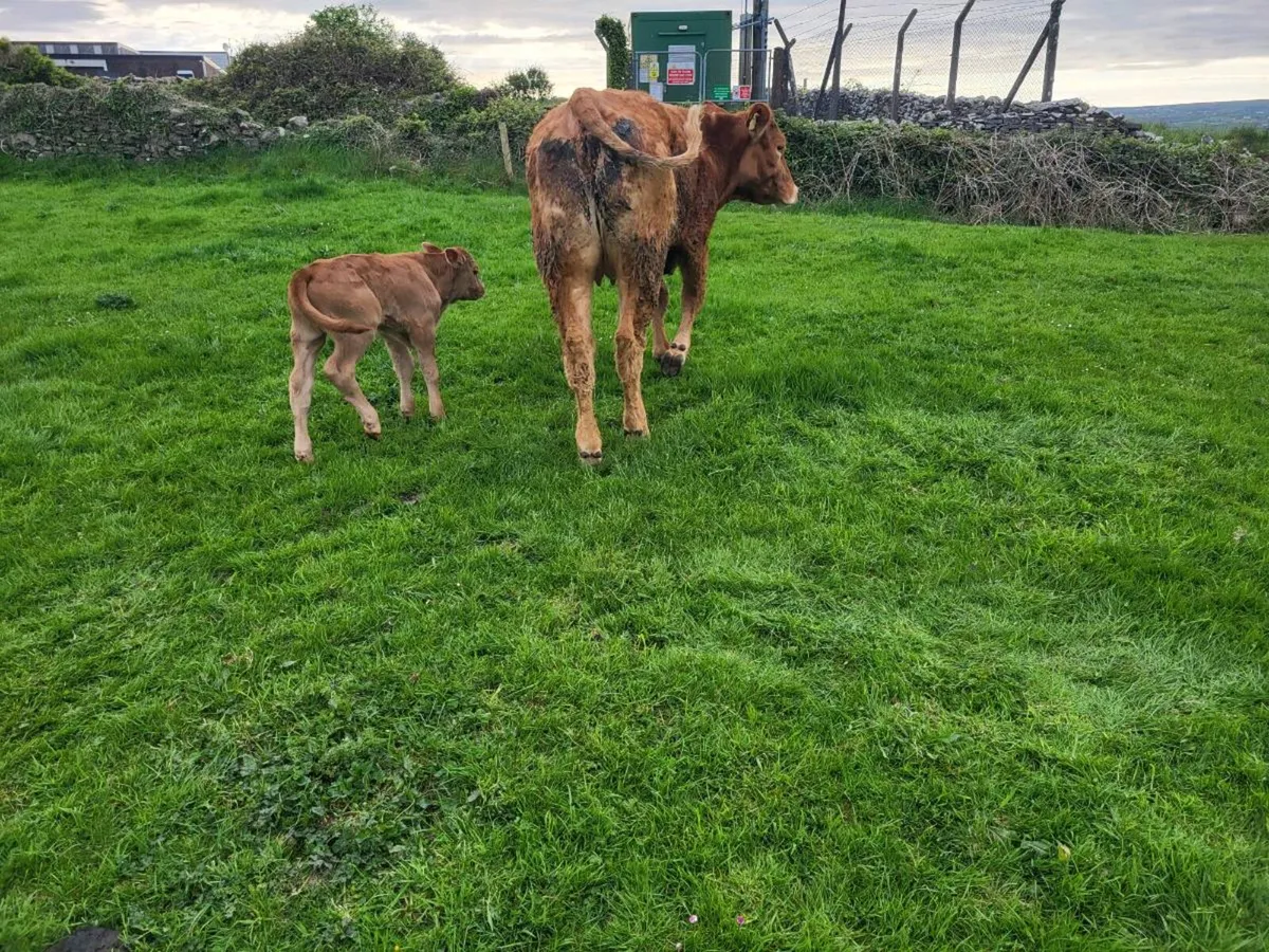 2 Limousine Springers with Calves - Image 3