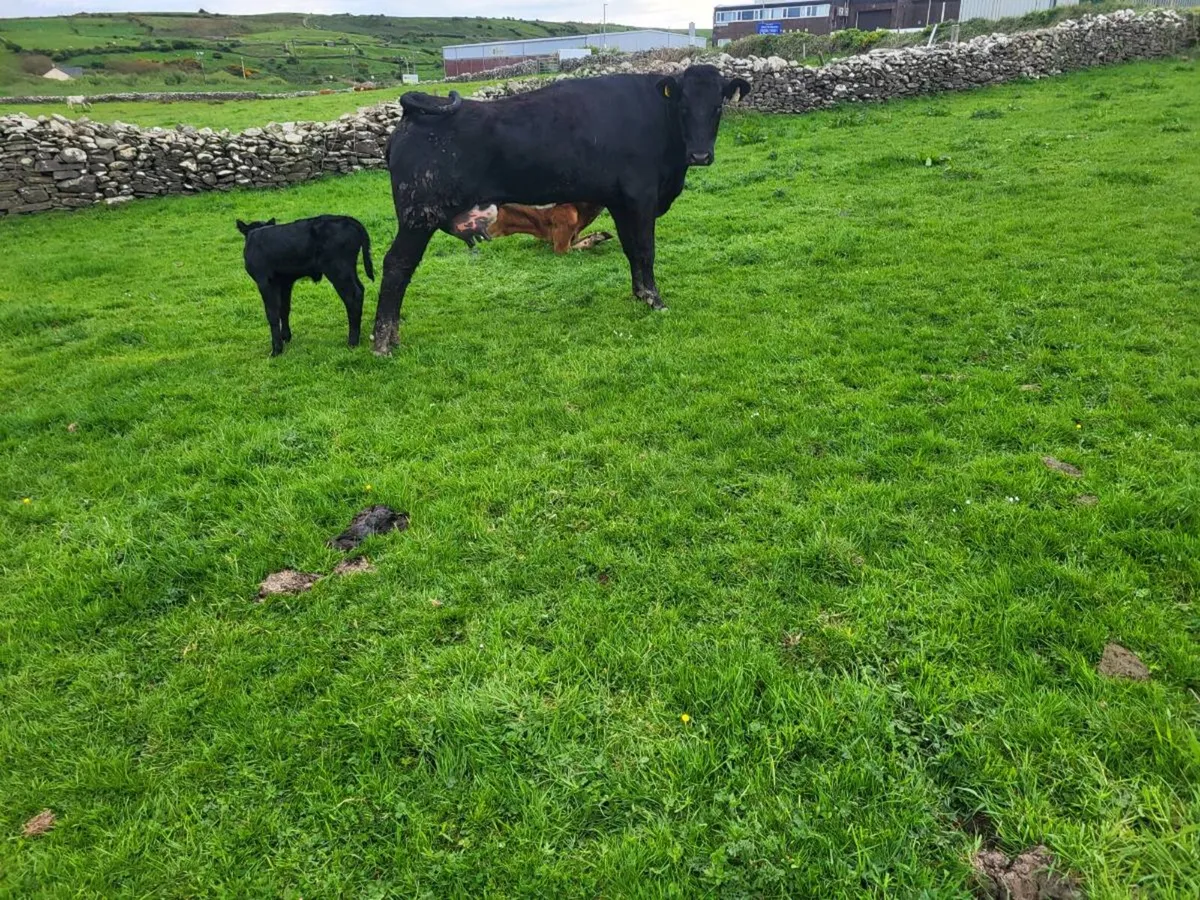 2 Limousine Springers with Calves - Image 2