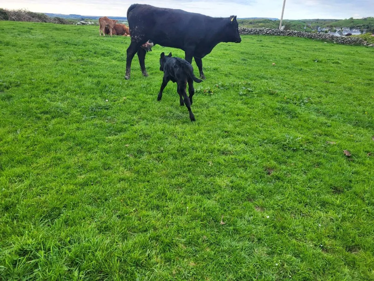 2 Limousine Springers with Calves - Image 4