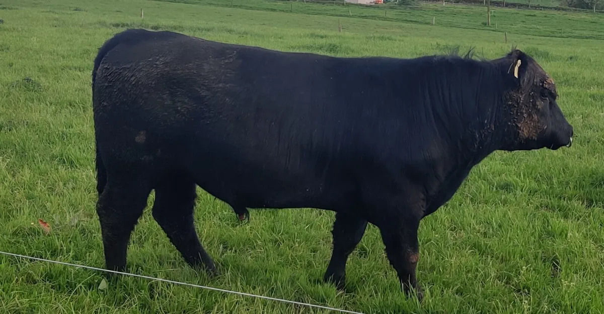 Angus Bulls - Image 1