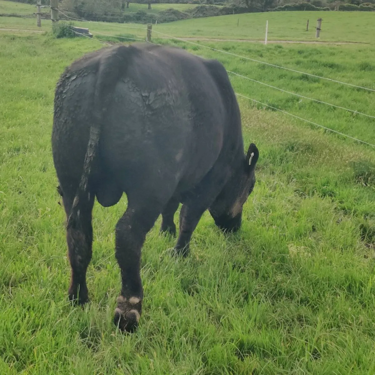Angus Bulls - Image 4