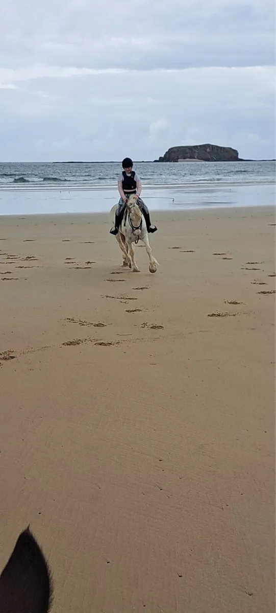 Horse - Image 2