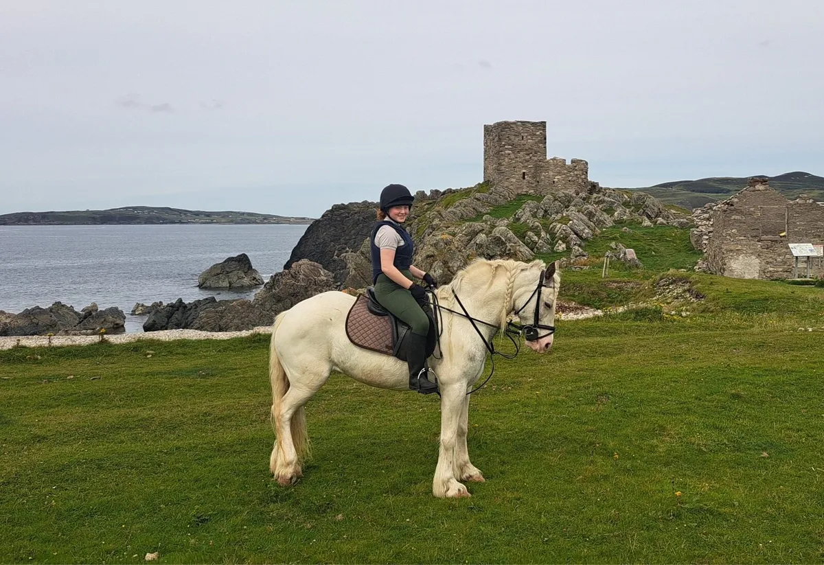 Horse - Image 1