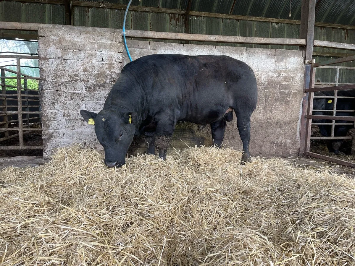 Stabiliser Bulls For Sale - Image 1