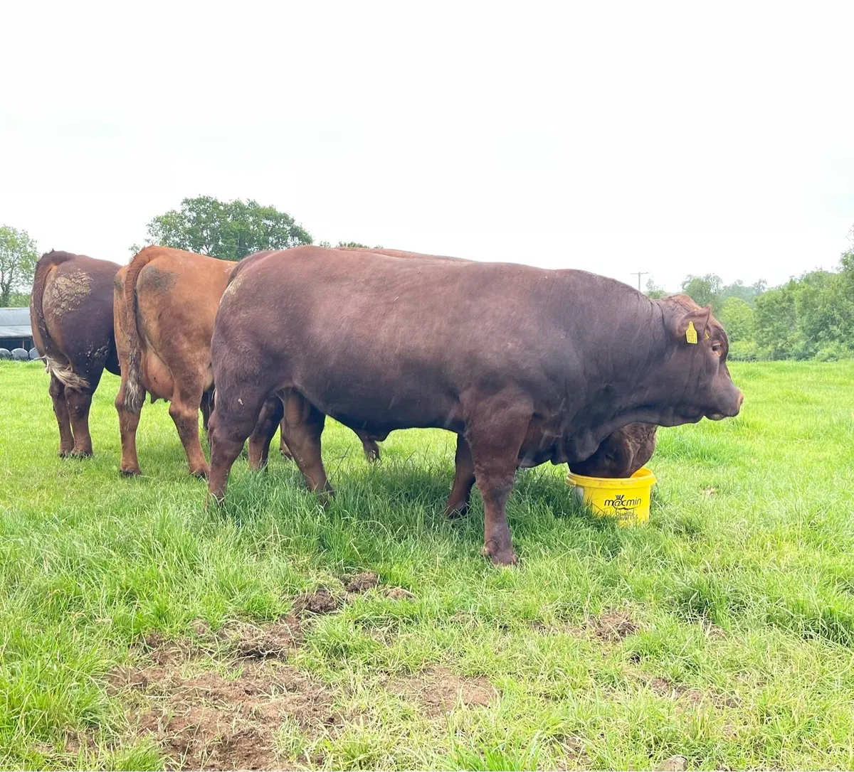 Stabiliser Bulls For Sale - Image 4