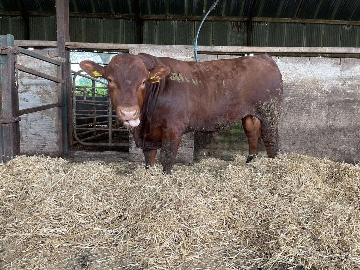 Stabiliser Bulls For Sale - Image 2