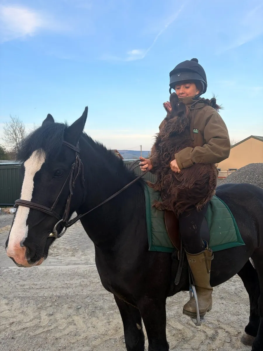 Equestrian - Image 2