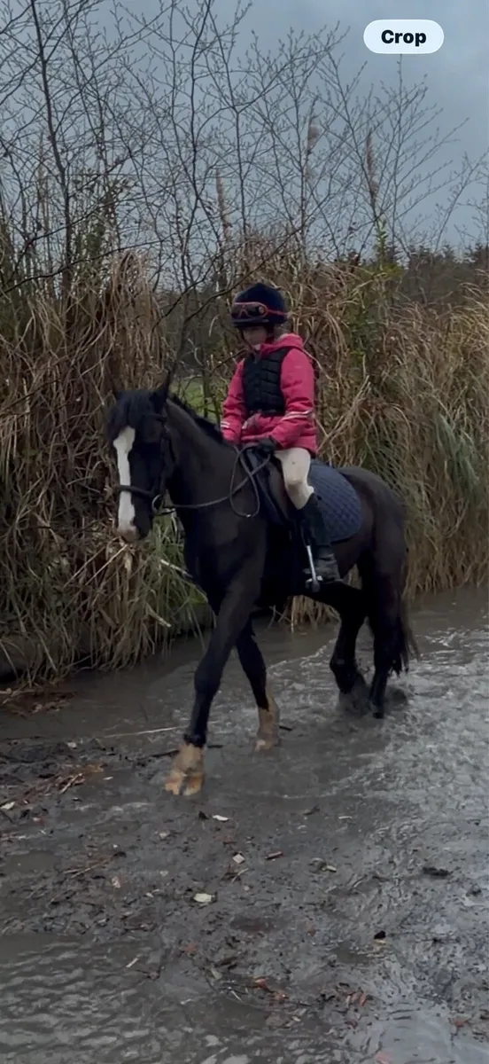 Equestrian - Image 4