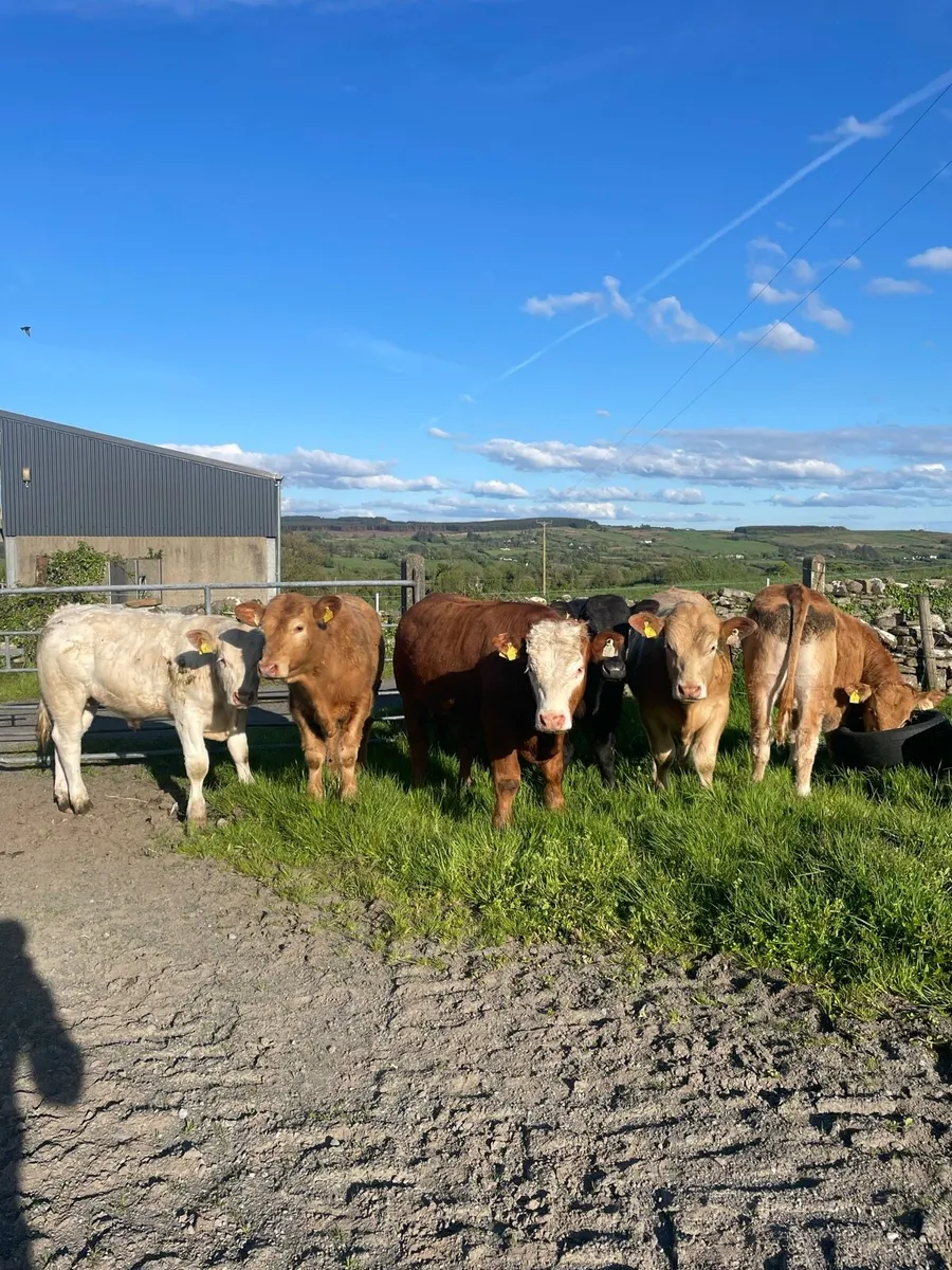 6 bullocks - Image 1