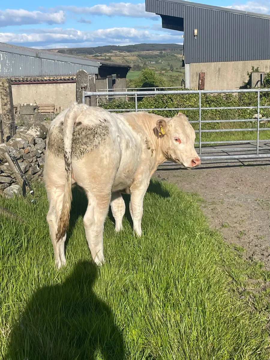 6 bullocks - Image 2