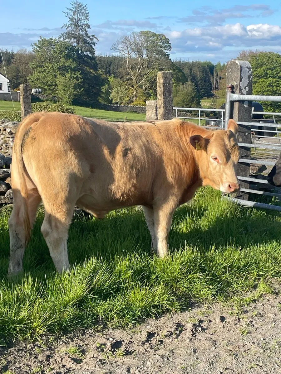 6 bullocks - Image 3