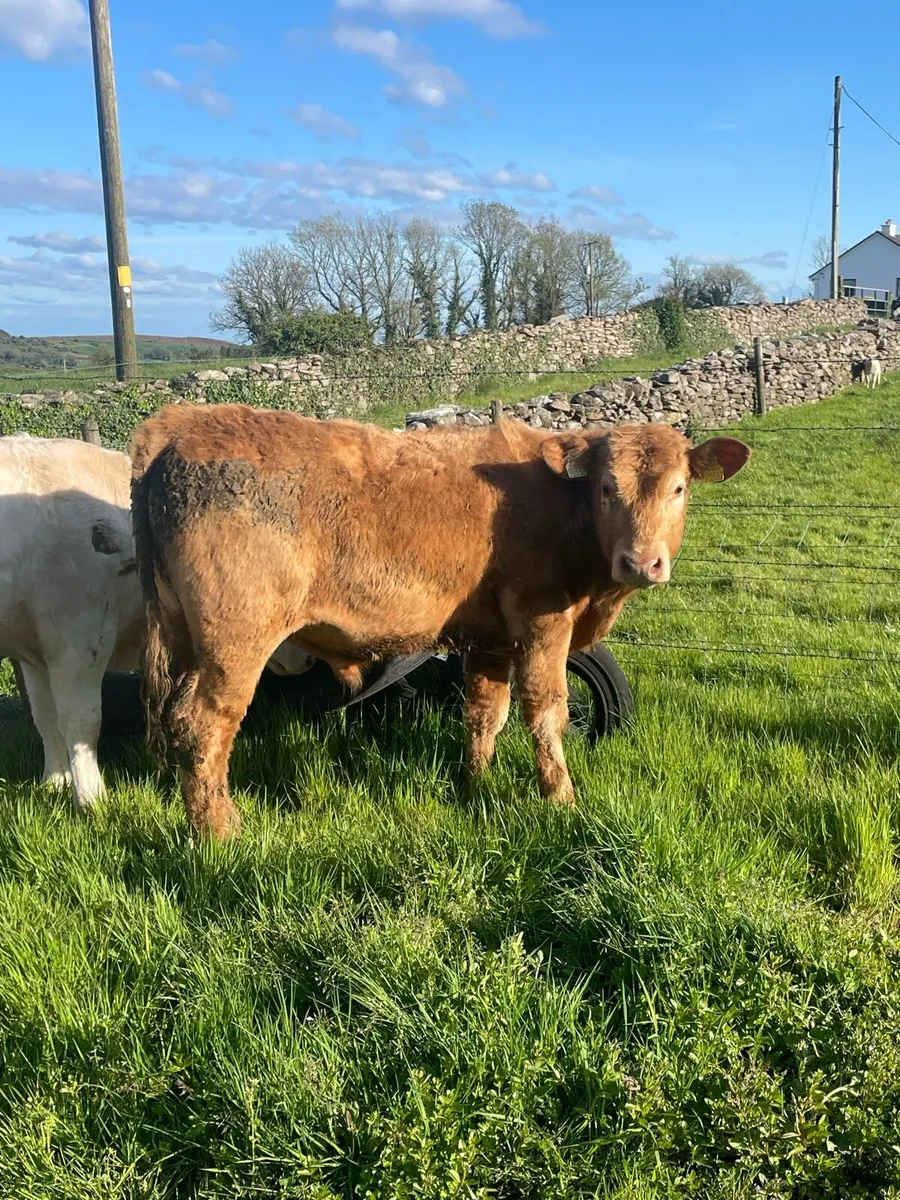 6 bullocks - Image 4