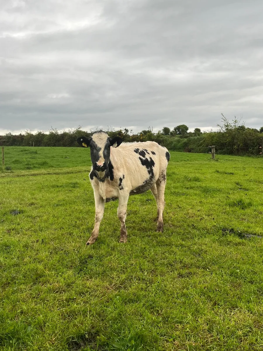 Smashing sucker cows and calves - Image 2