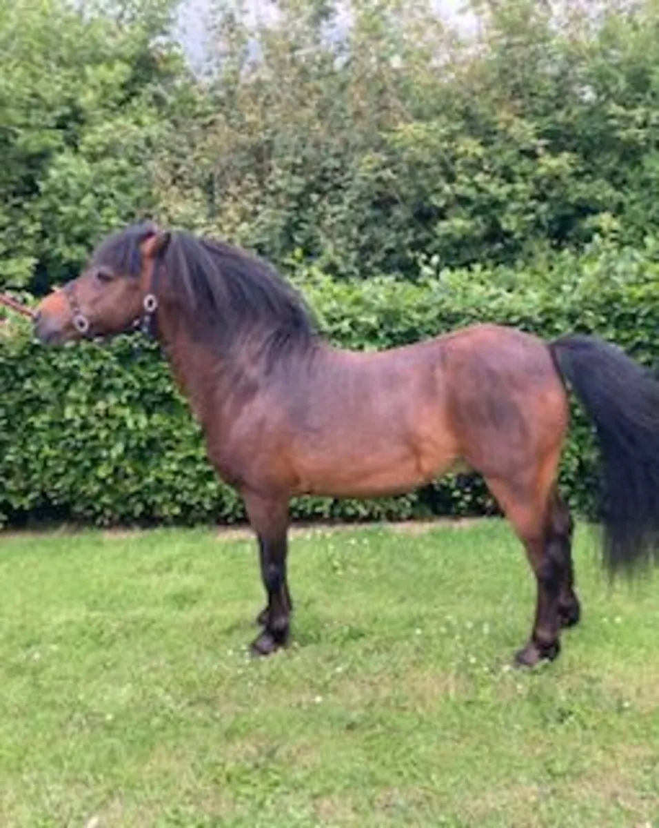 Pony - Image 2