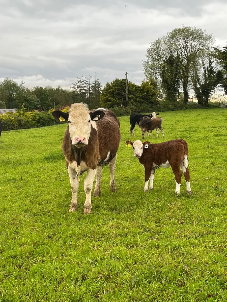 Smashing sucker cows and calves - Image 1