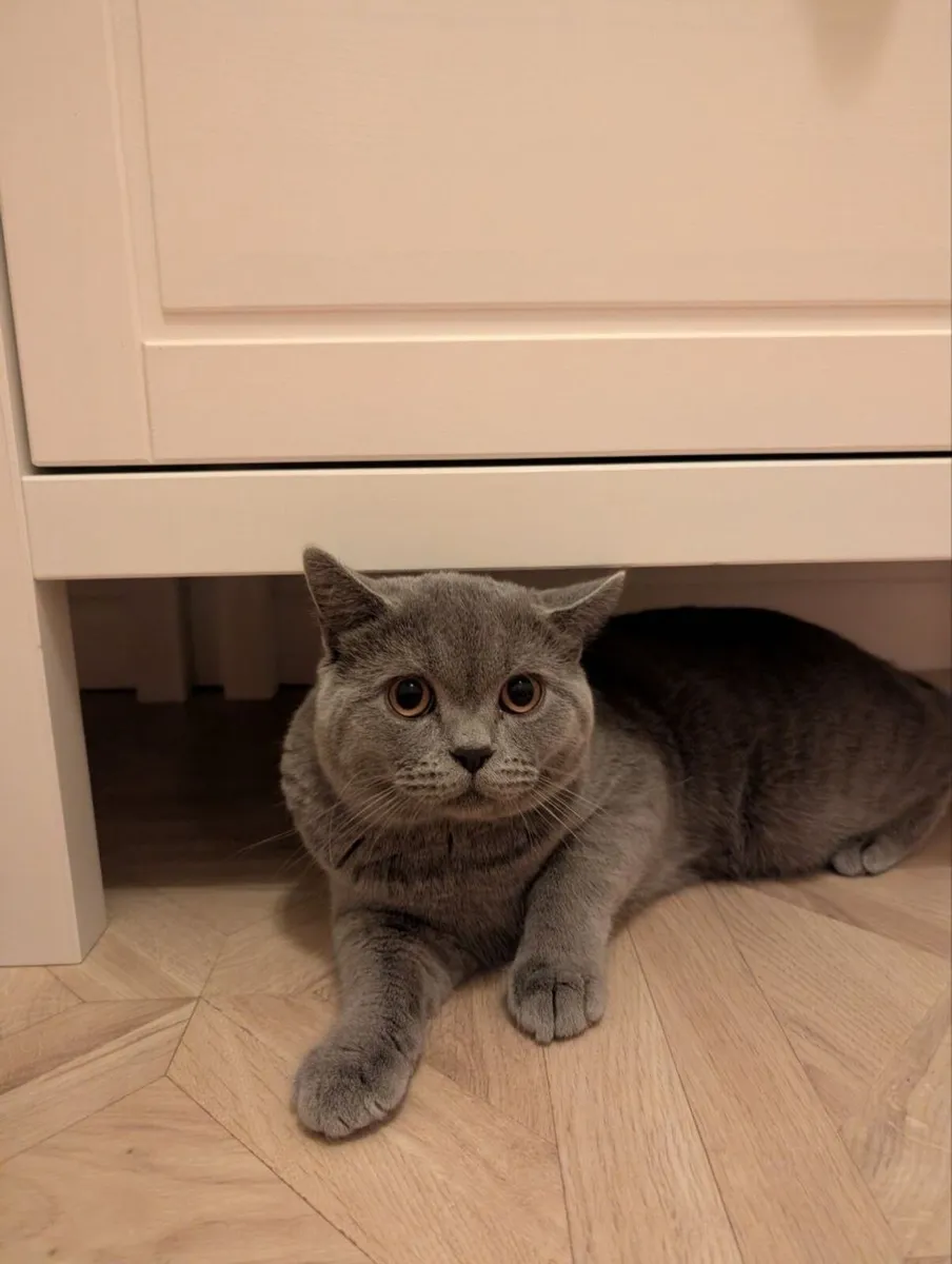 British shorthair 1 male left - Image 4