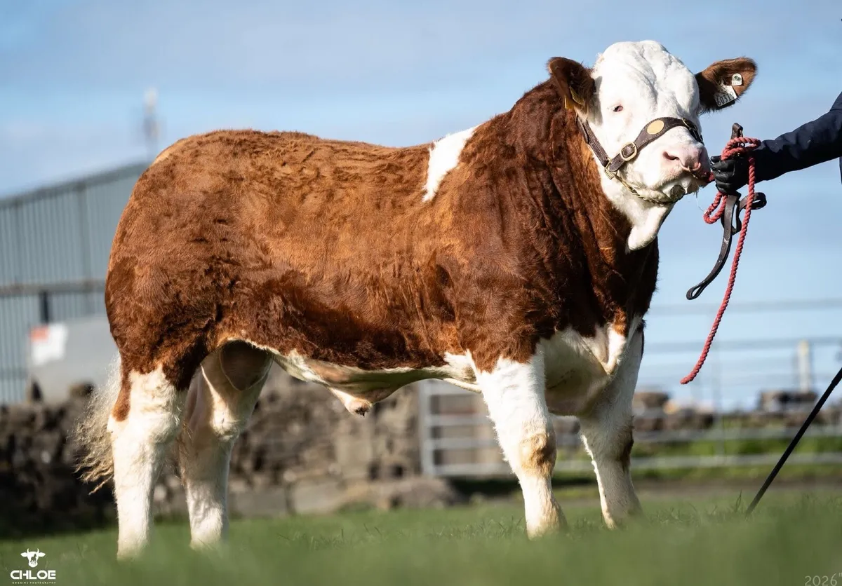 National champion Bull - Image 4