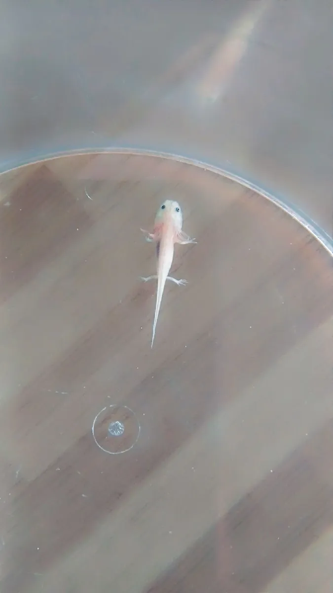 Axolotle babys - Image 1