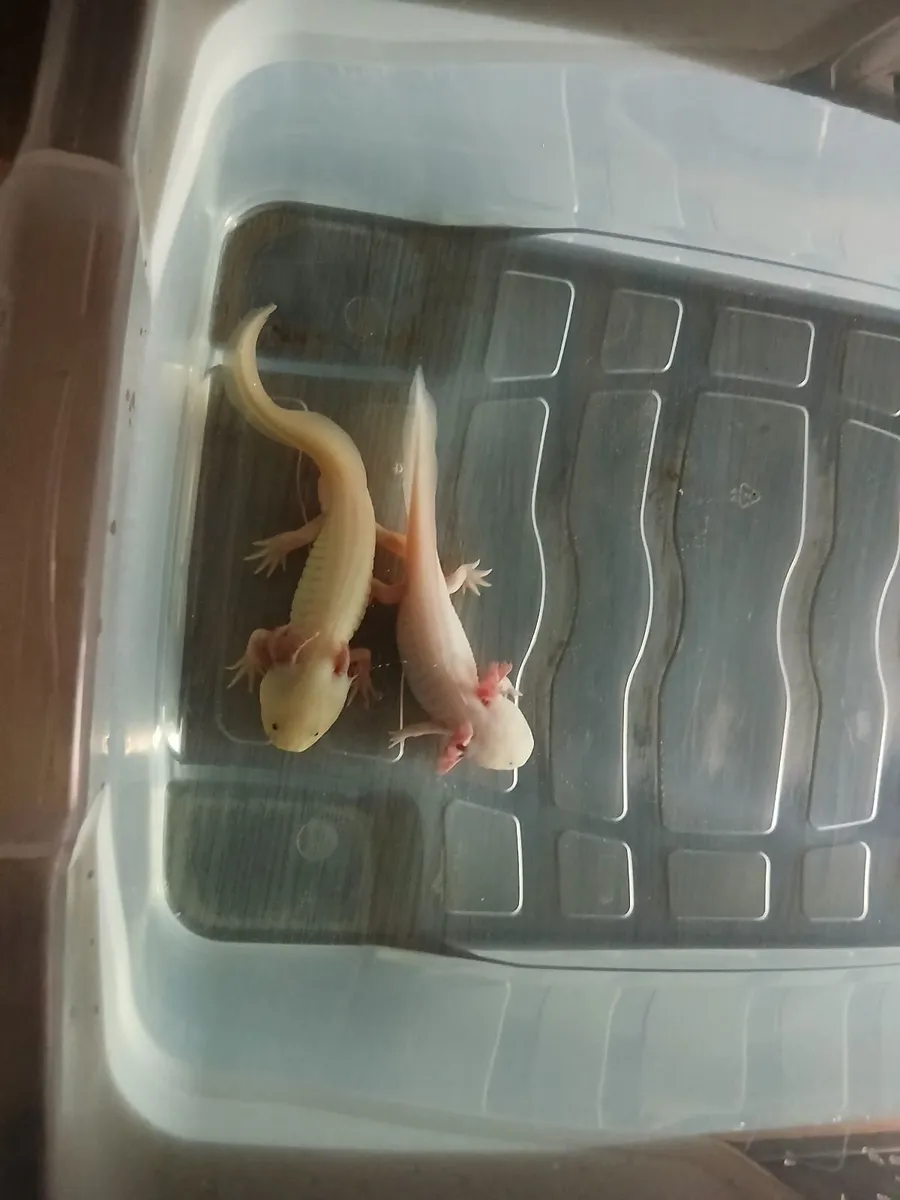 Axolotle babys - Image 2