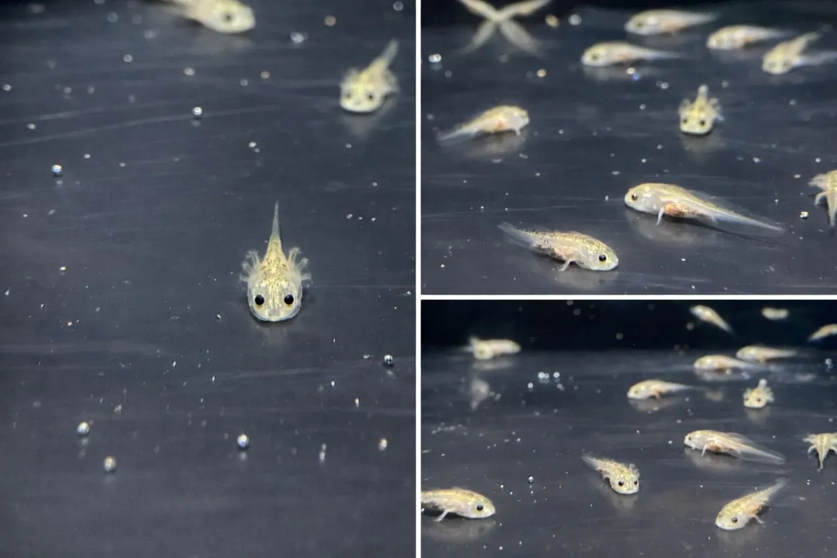 Axolotle babys - Image 3