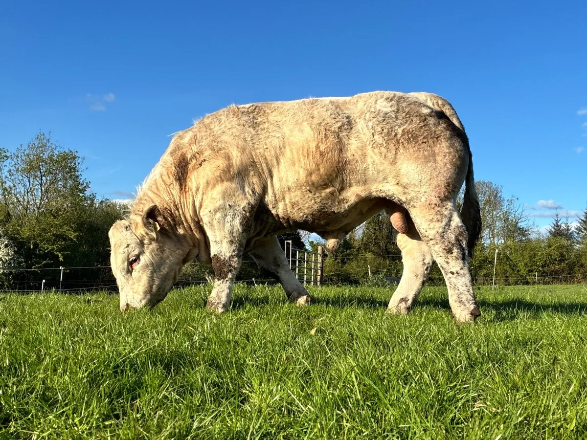 Charolais Bull - Image 1