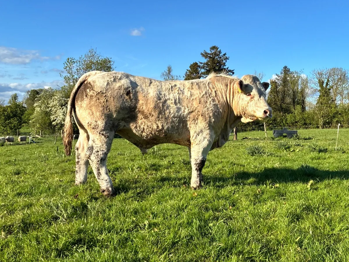 Charolais Bull - Image 3