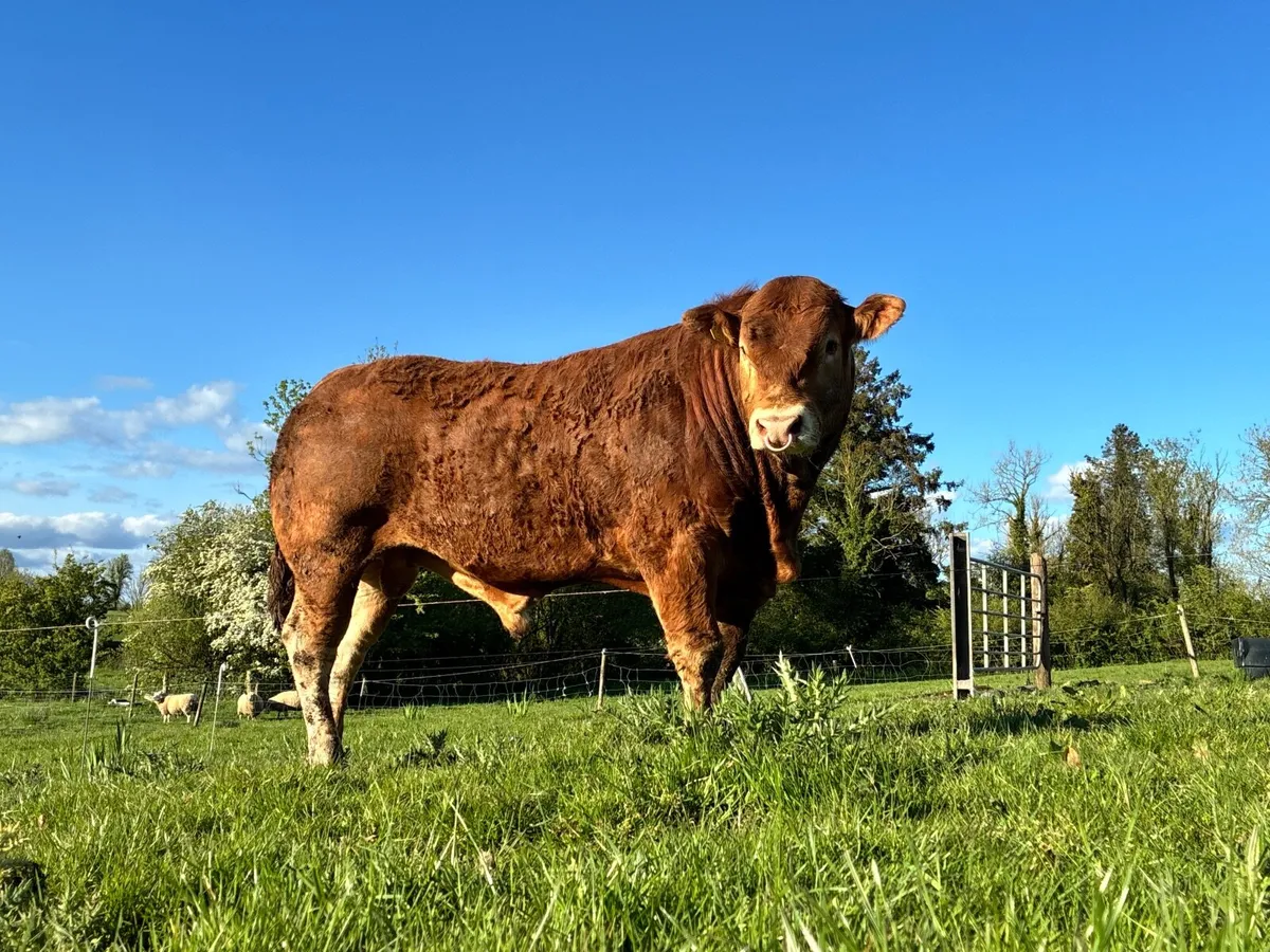 Limousine Bull - Image 1