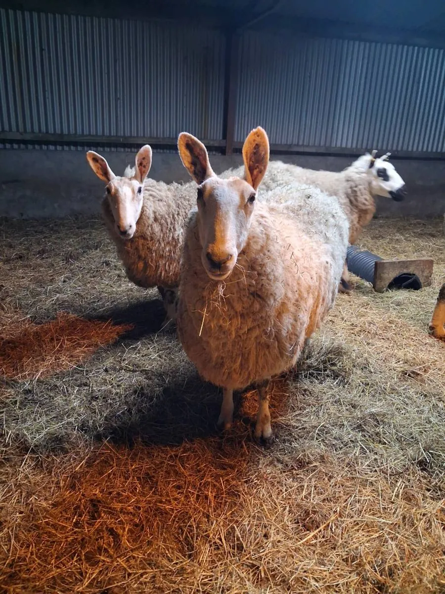 PB Border Leicester Ewes - Image 1
