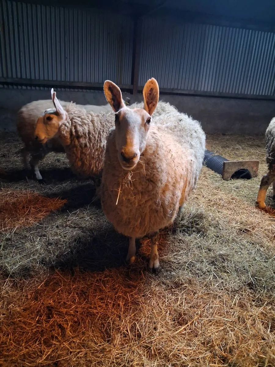 PB Border Leicester Ewes - Image 2